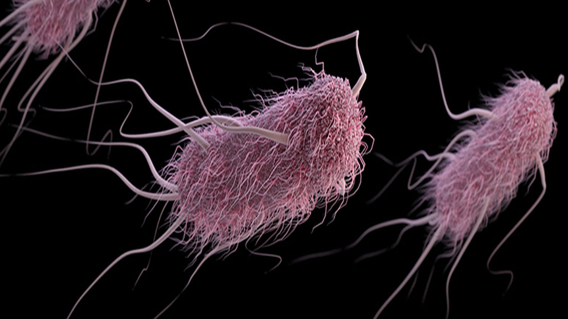 Μόλυνση από Escherichia coli: αιτίες, συμπτώματα και θεραπεία Μόλυνση από Escherichia coli: αιτίες, συμπτώματα και θεραπεία
