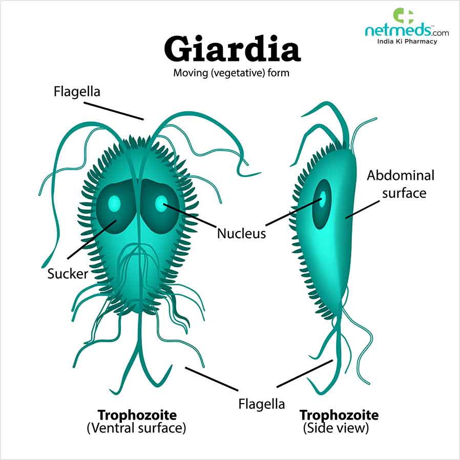 Μόλυνση Giardia: αιτίες, συμπτώματα και θεραπεία