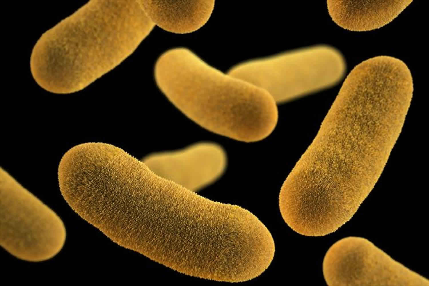 Μόλυνση από Yersinia enterocolitica: συμπτώματα και θεραπεία Μόλυνση από Yersinia enterocolitica: συμπτώματα και θεραπεία