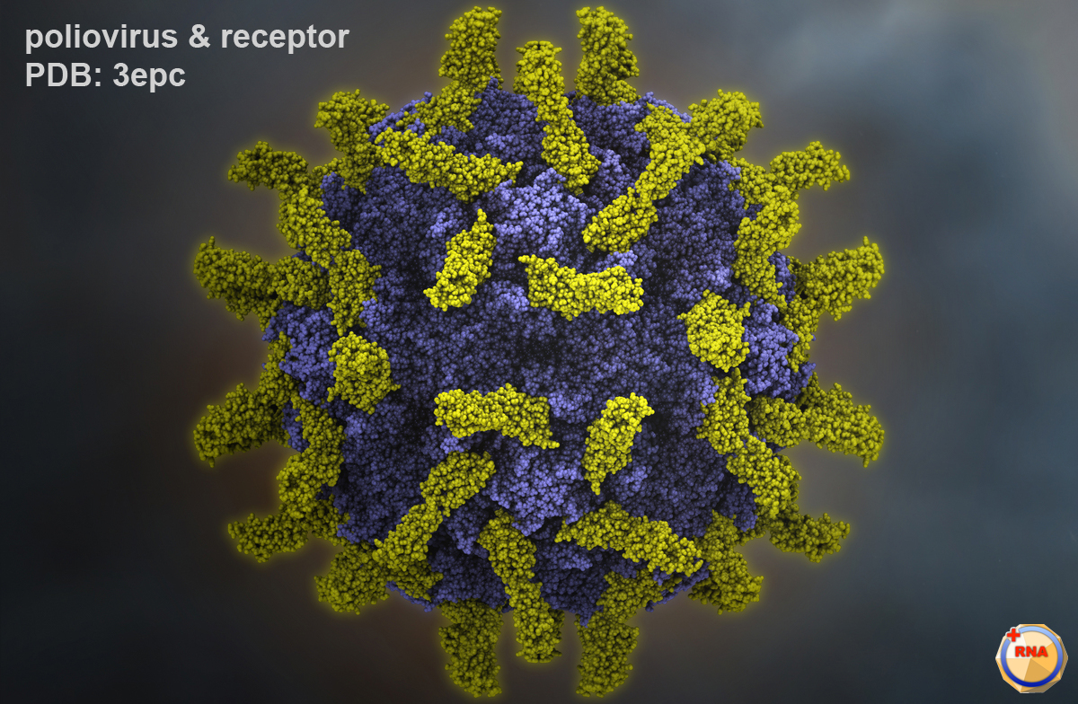 http://iatriko.net/wp-content/uploads/2020/12/p1m_poliovirus-receptor.jpg
