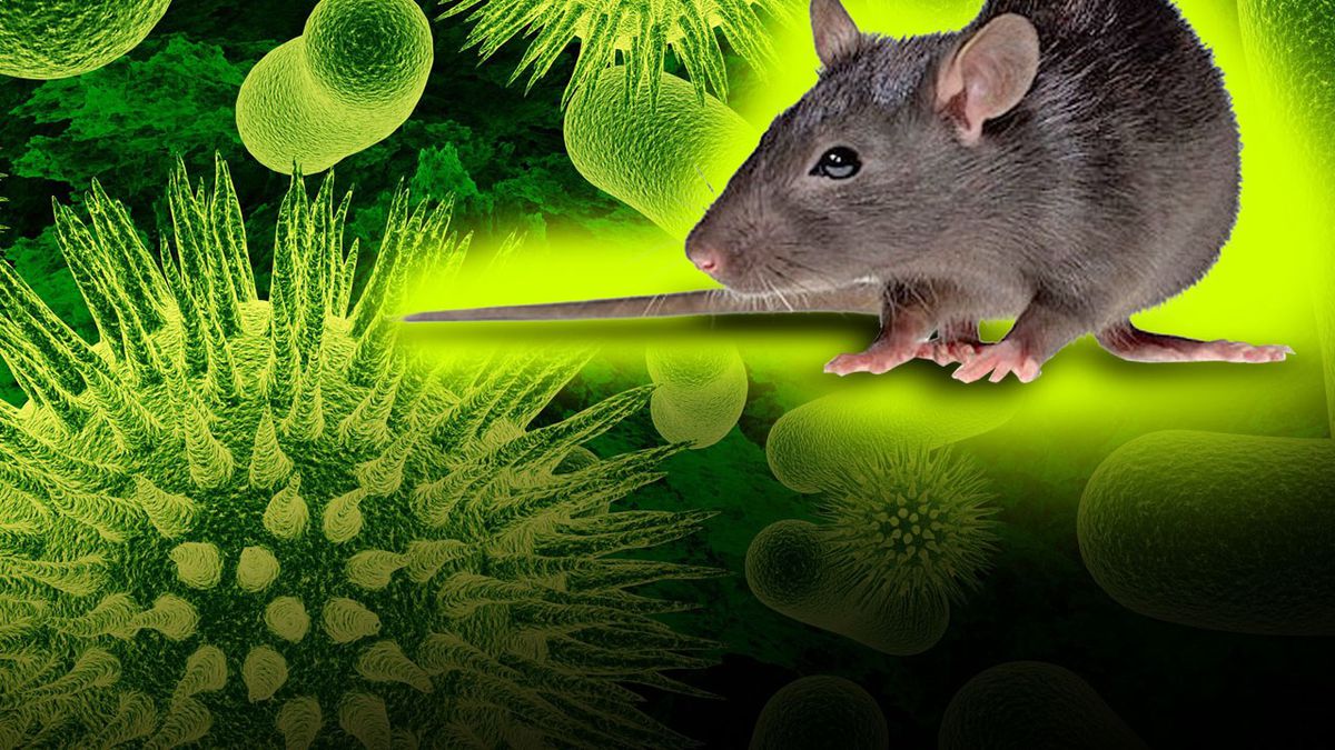 Αρουραίος μολυσμένος με Hantavirus