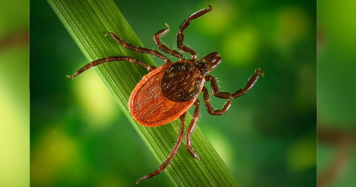 500.000 Αμερικανοί μολύνονται με ασθένεια Lyme κάθε χρόνο 500.000 Αμερικανοί μολύνονται με ασθένεια Lyme κάθε χρόνο